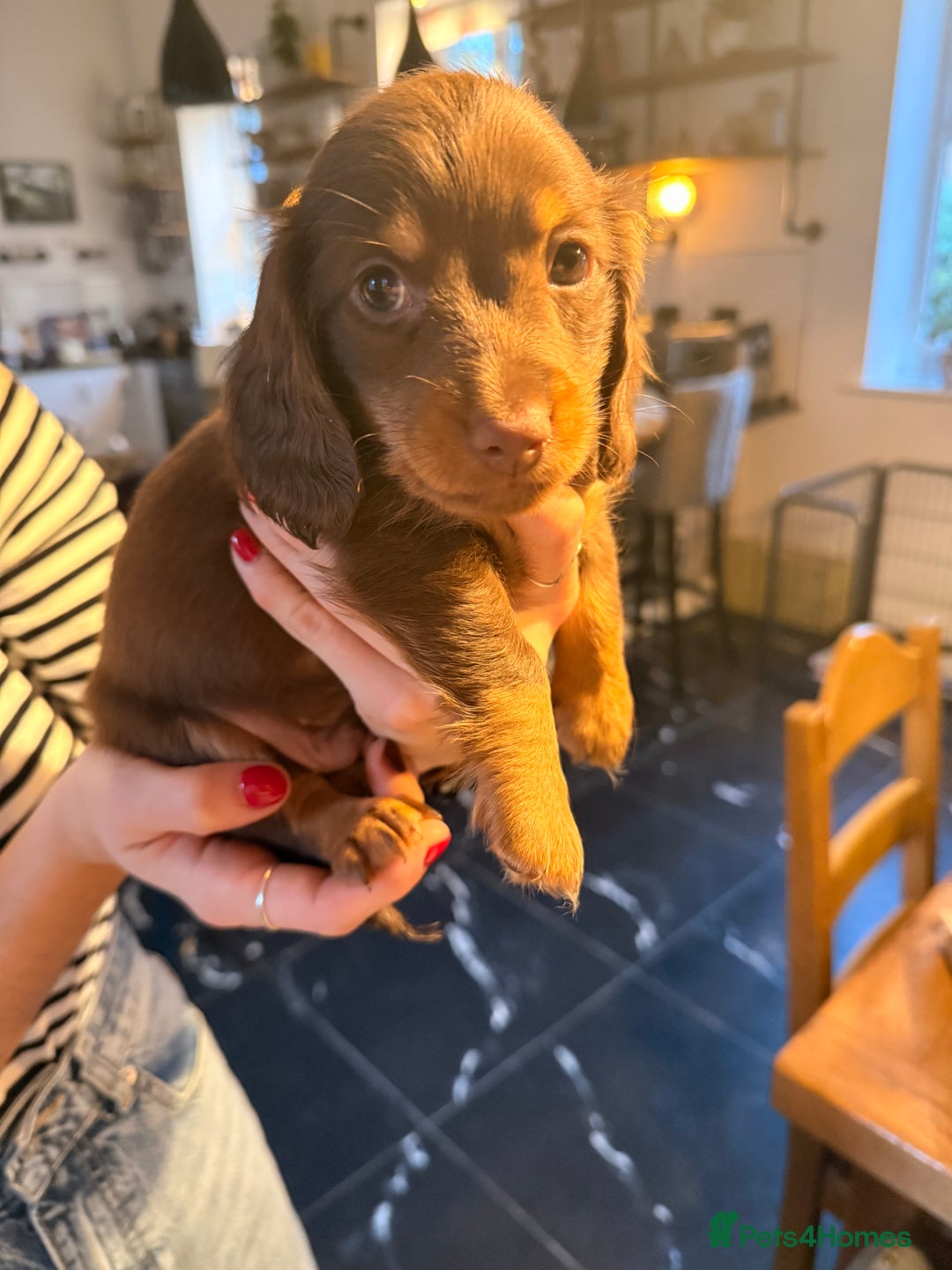 Miniature Dachshund dogs for sale: Penny's first litter - Advert 3