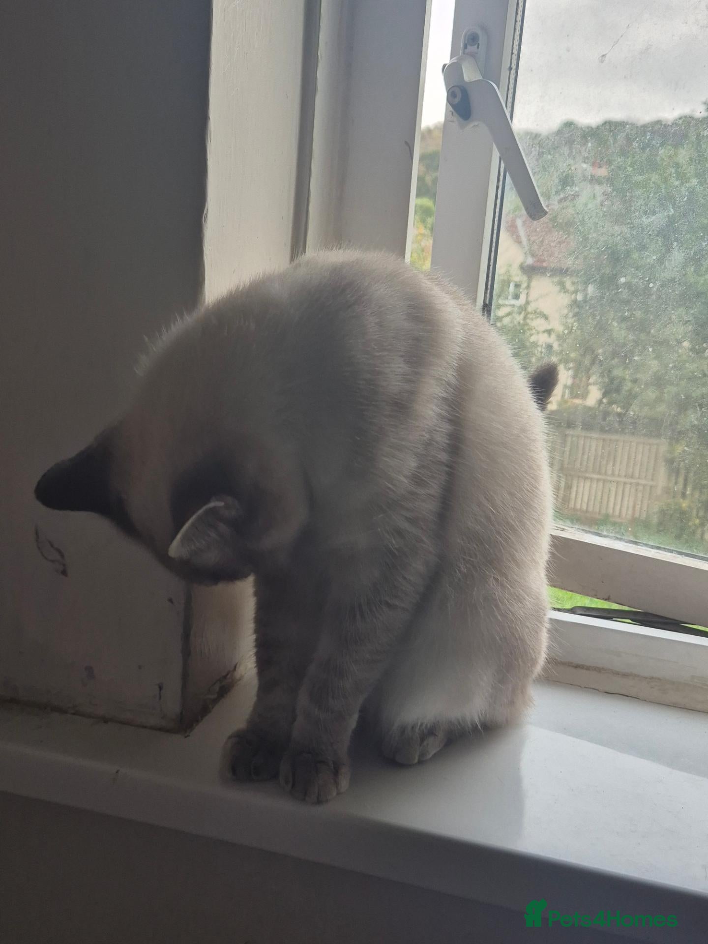 Mixed Breed cats Female cat for sale  - Advert 3