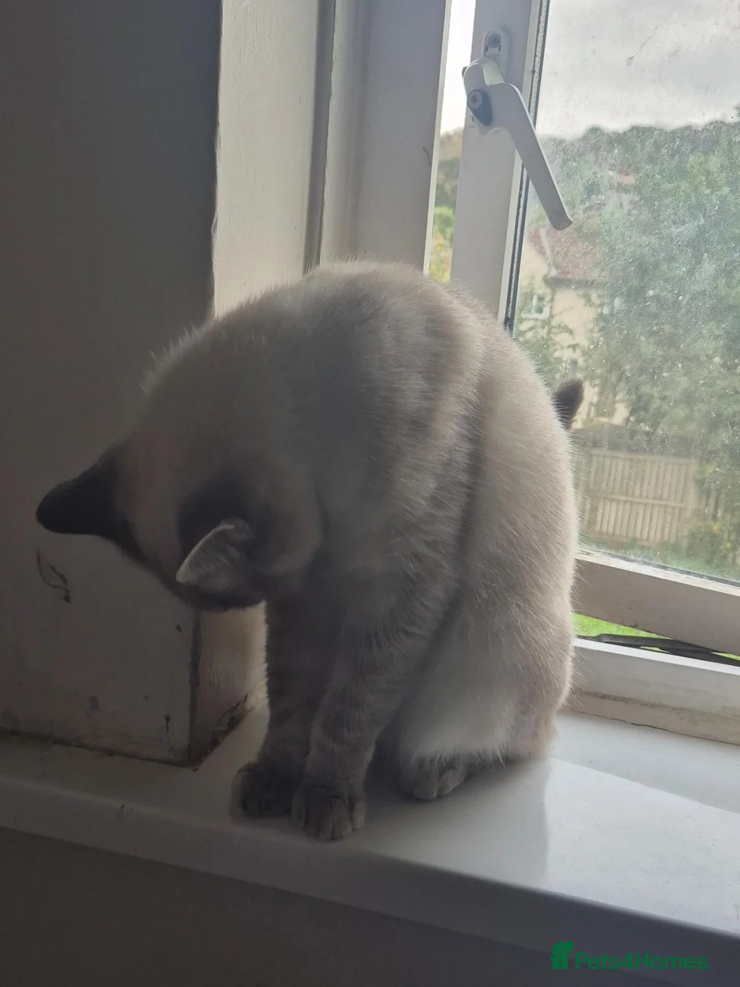 Mixed Breed cats for sale: Female cat for sale  in Huddersfield - Advert 1