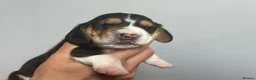 Basset Hound dogs for sale: Stunning KC Basset Hound Pups - Advert 11
