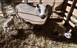 Sheep livestock for sale: Kerry Hill Tup, Ewes & Lambs  - Image 7
