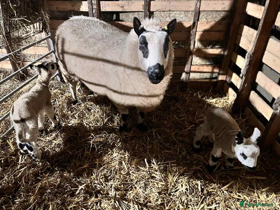 Sheep livestock for sale: Kerry Hill Tup, Ewes & Lambs  - Image 7