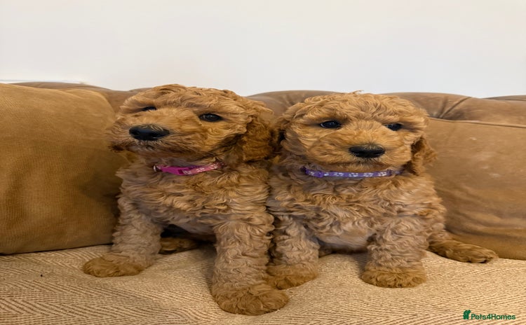 Irish Doodle dogs - Advert 7