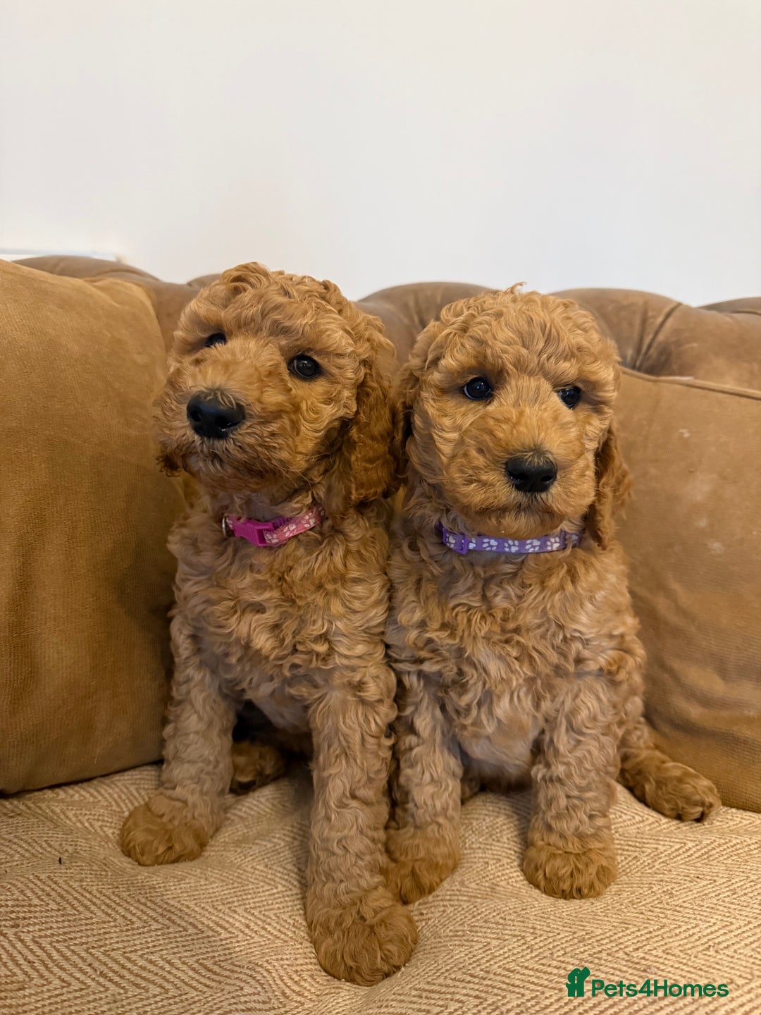 Irish Doodle dogs for sale: 6 beautiful F1b Irish Doodle puppies ❤️🐶 - Image 1