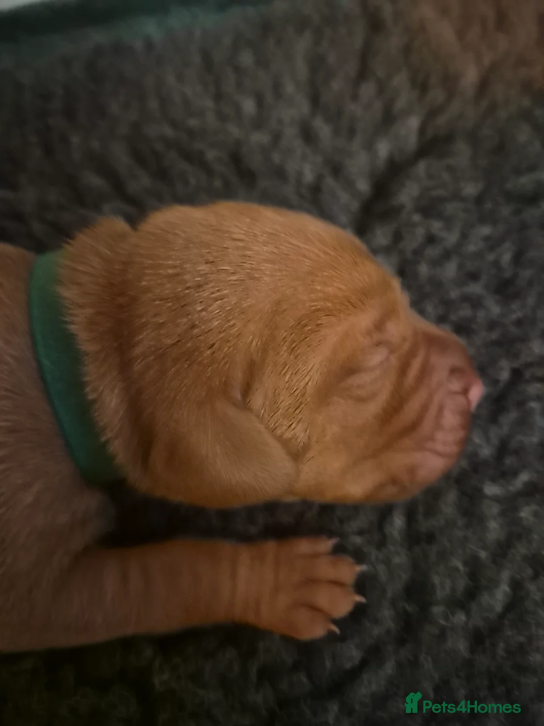 Hungarian Vizsla dogs for sale: Pedigree Vizsla Puppies in Doncaster - Advert 22