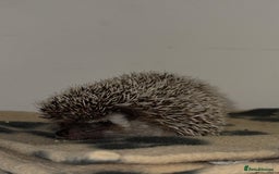 Pygmy Hedgehog rodents for sale: Pygmy Hedgehog 5 months old female - Image 2