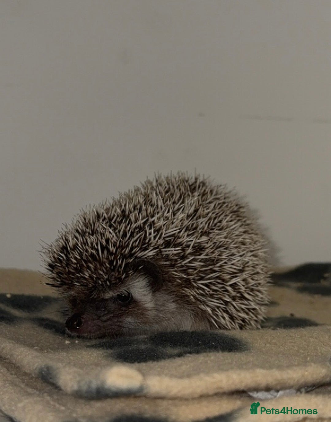 Pygmy Hedgehog rodents for sale: Pygmy Hedgehog 5 months old female - Image 2