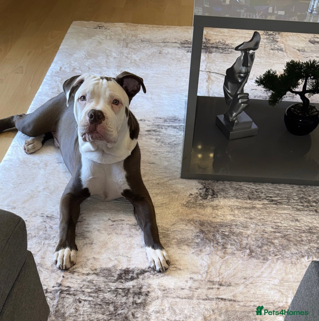 American Bull Staffy dogs for sale: American Staffordshire Terrier - Image 2