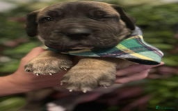 Great Dane dogs for sale: Fawn black mask - Image 4