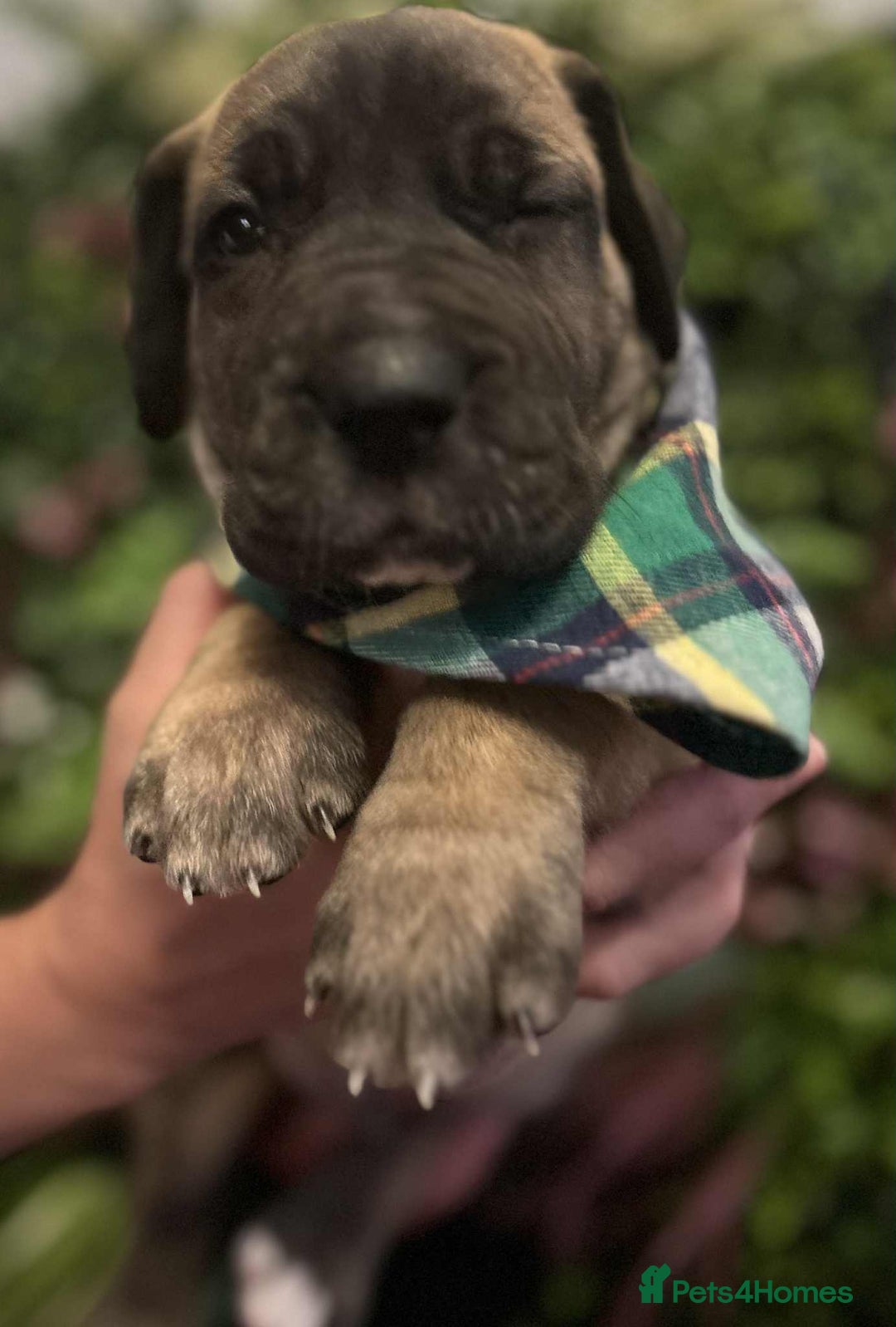 Great Dane dogs for sale: Fawn black mask - Image 4