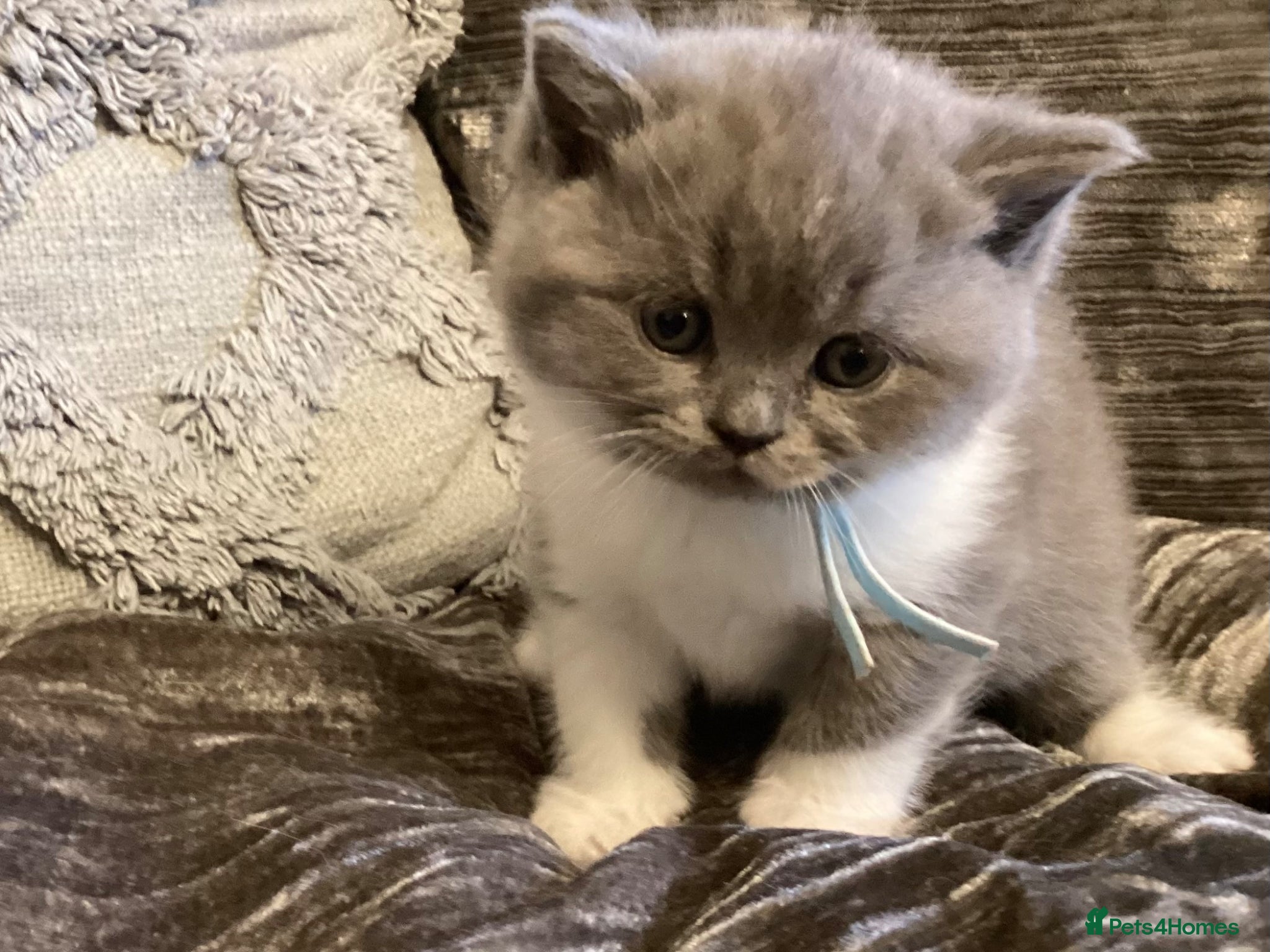 British Shorthair cats GCCF Registered Bi-colour and Blue Kittens - Advert 13