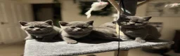 British Shorthair cats for sale: Beautiful Cobby British Blue Kittens 😍  - Advert 3