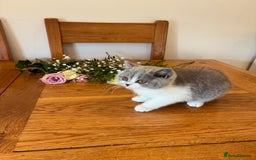 British Shorthair cats for sale: CHAMPION LINES TICA REGISTERED ACTIVE BI BSH GIRLS - Image 3