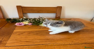 British Shorthair cats - Advert 15