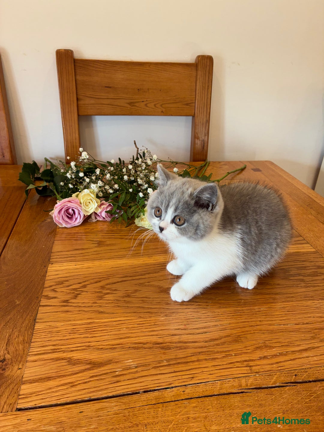 British Shorthair cats for sale: CHAMPION LINES TICA REGISTERED ACTIVE BI BSH GIRLS - Image 3