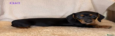 Dachshund 3