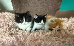 Mixed Breed cats for sale: Gorgeous long hair kitten 🧡🖤 - Advert 9