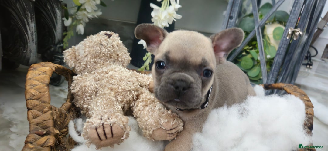 French Bulldog dogs for sale: French bulldog lilac/blue fawn  - Image 13