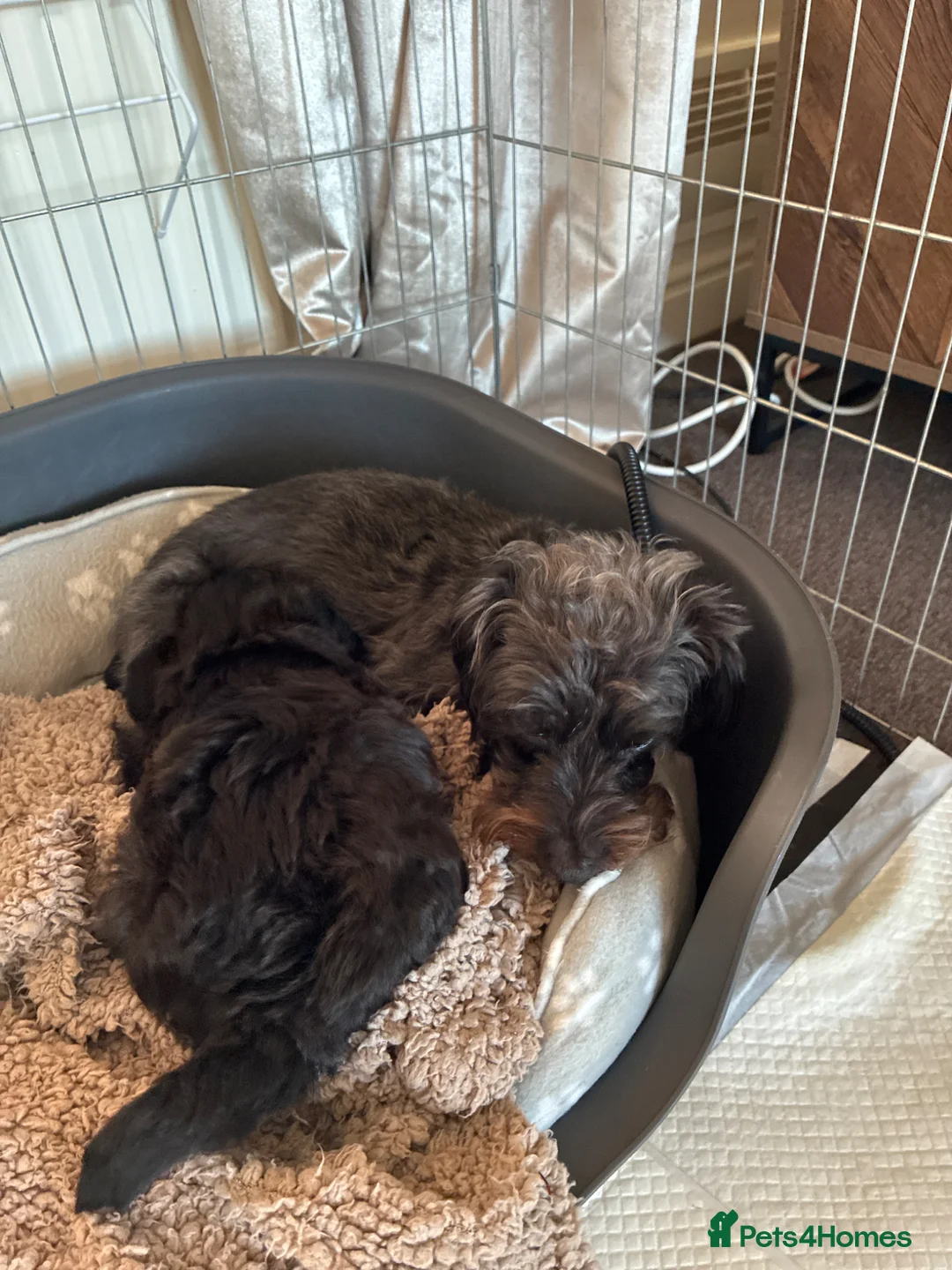 Jackapoo dogs for sale: Male Jackapoo  - Advert 2