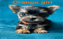 Yorkshire Terrier dogs for sale: Baby face mini pedigree YORKIE pups - Image 6