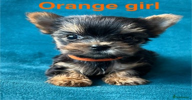 Yorkshire Terrier dogs - Advert 2