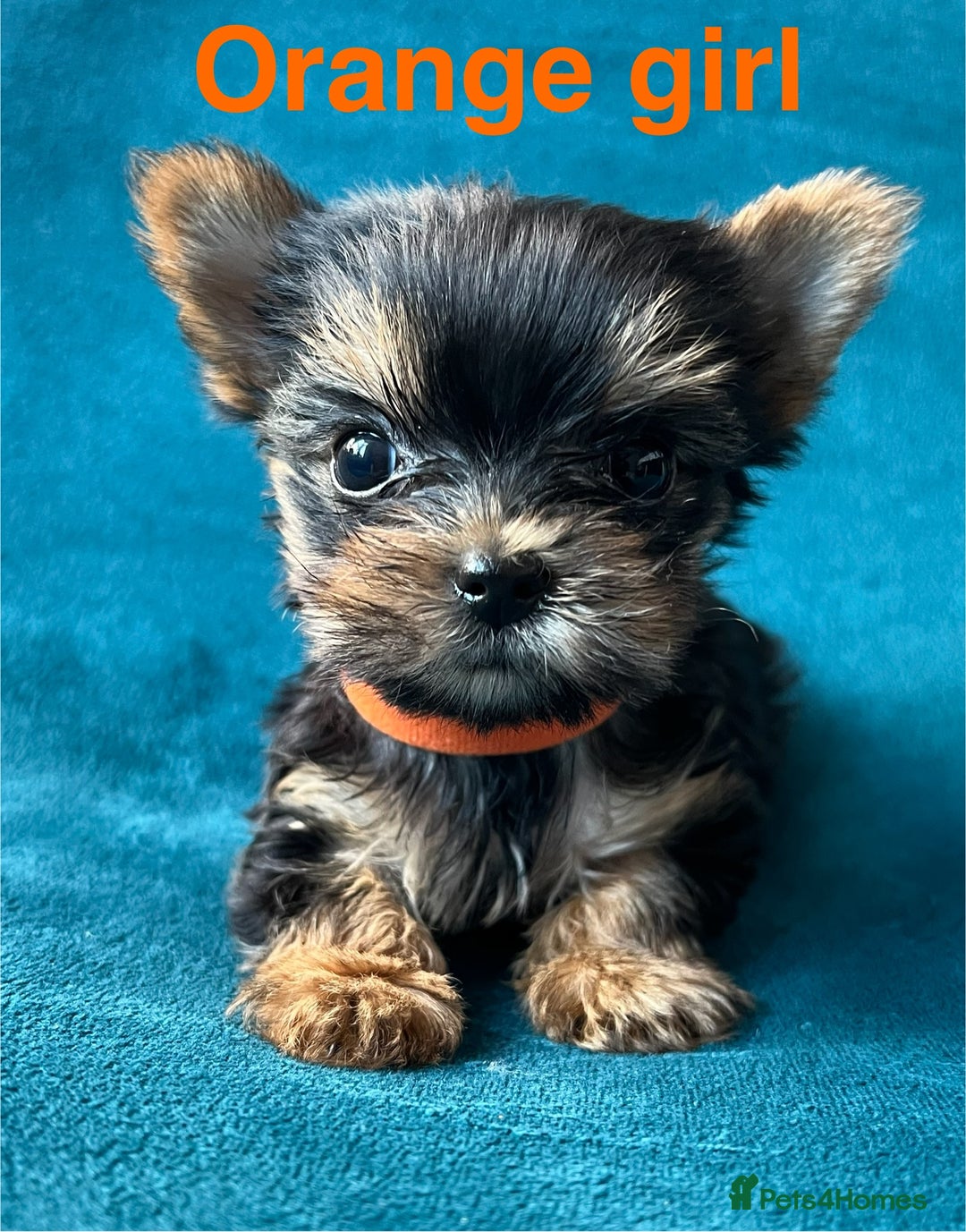 Yorkshire Terrier dogs for sale: Baby face mini pedigree YORKIE pups - Image 6