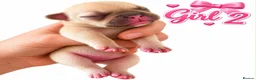 French Bulldog dogs for sale: Stunning littler  in Wigan - Advert 8