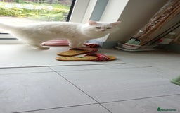 Ragdoll cats for sale: Turkish Angora  - Image 4