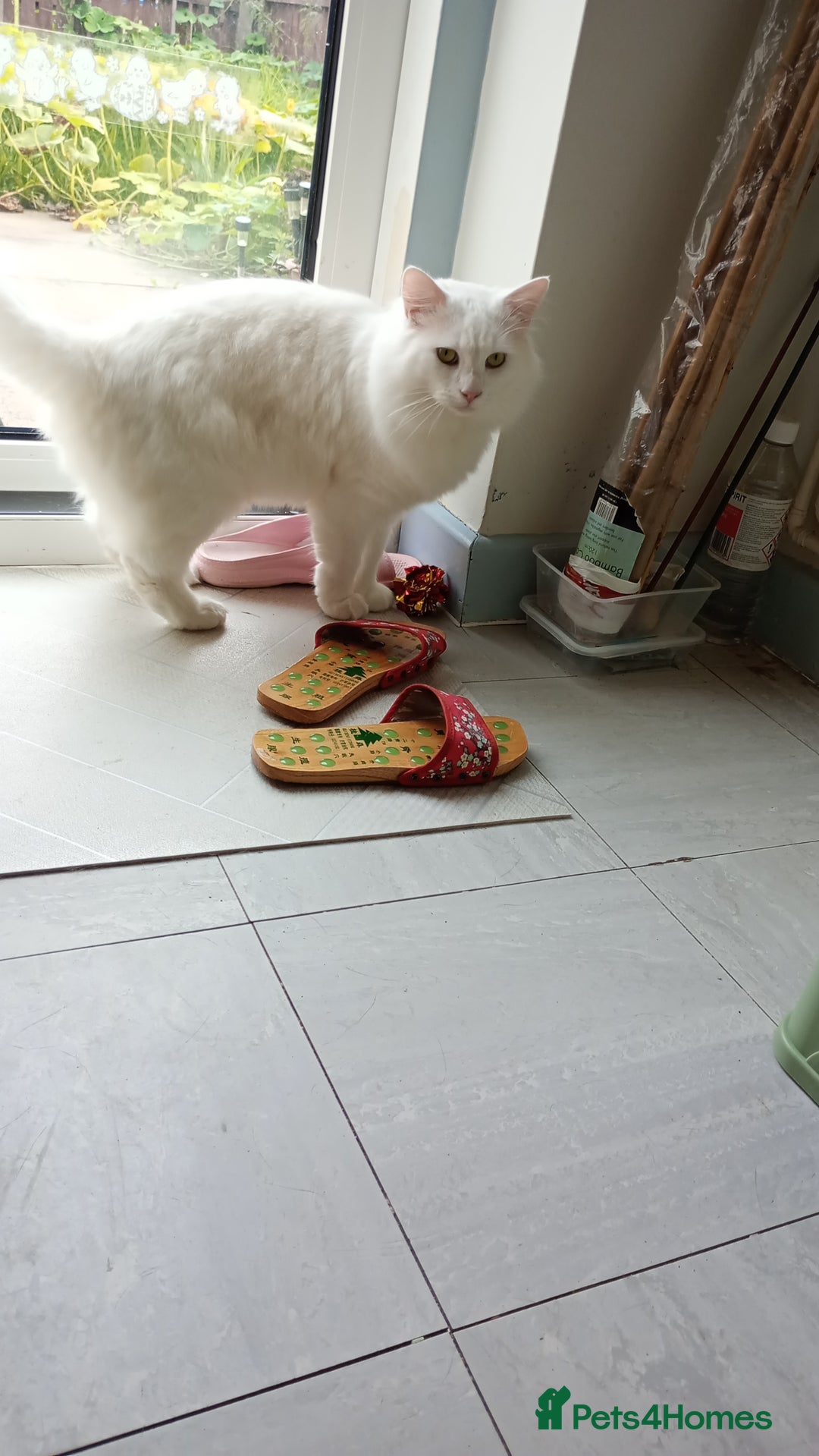 Ragdoll cats for sale: Turkish Angora  - Image 4