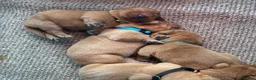 Labrador Retriever dogs for sale: Dark fox red Labrador Retriever Puppies For Sale  in Corwen - Advert 16