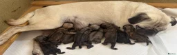 Pug dogs for sale: 🌟Kc registered pedigree pug puppies.🌟 - Advert 4