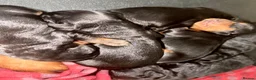 Mixed Breed dogs for sale: Stunning litter of Gordon Doodles. - Advert 15