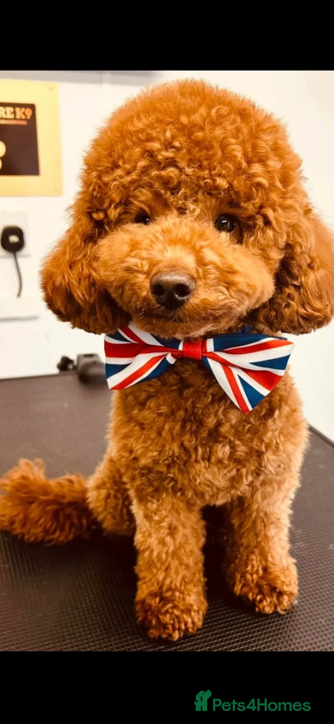 Goldendoodle dogs for sale: 🐾Lovely Fox Red F1 Mini Goldendoodles🐾 - Advert 30