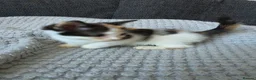 Mixed Breed cats for sale: 7 kittens for sale - Advert 21