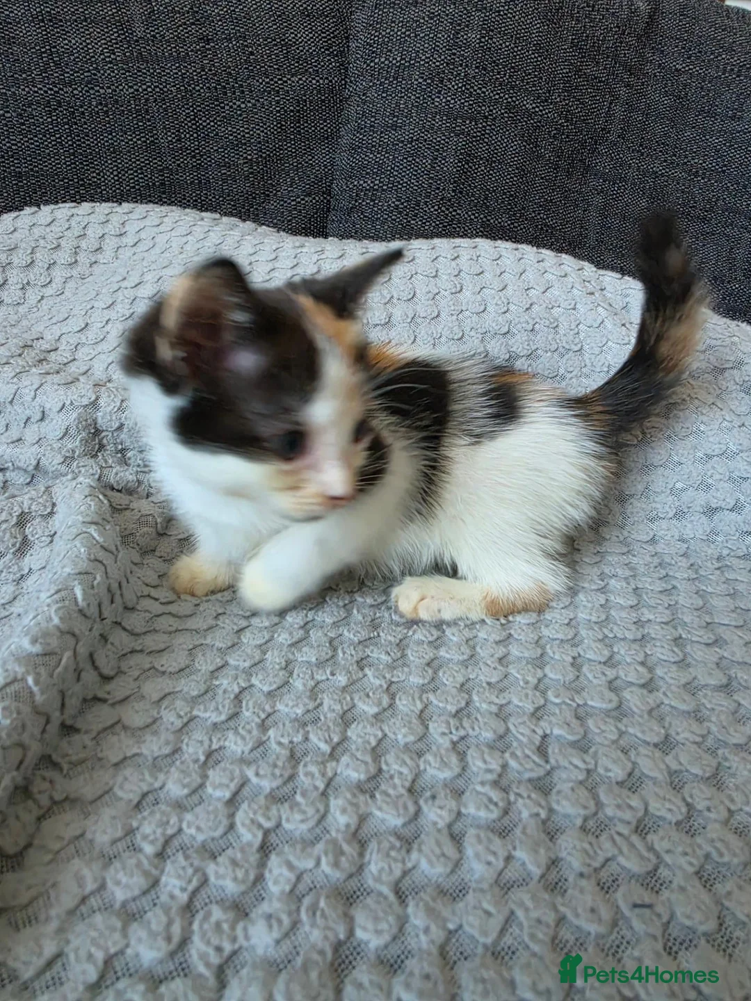 Mixed Breed cats for sale: 7 kittens for sale - Advert 21