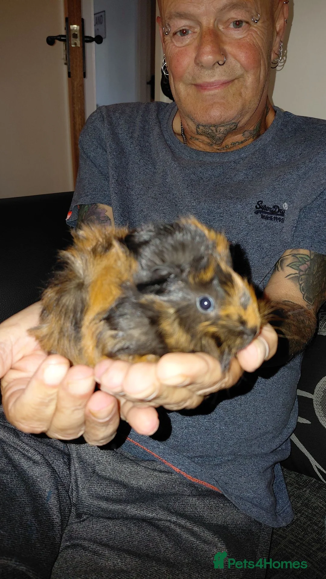 Guinea Pig rodents for sale: 2 beautiful boys ready to 25th august in Driffield - Advert 2