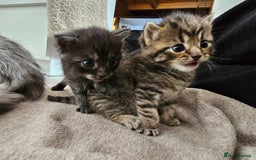 Persian cats for sale: Tabby female with full set up ready to go. - Image 26