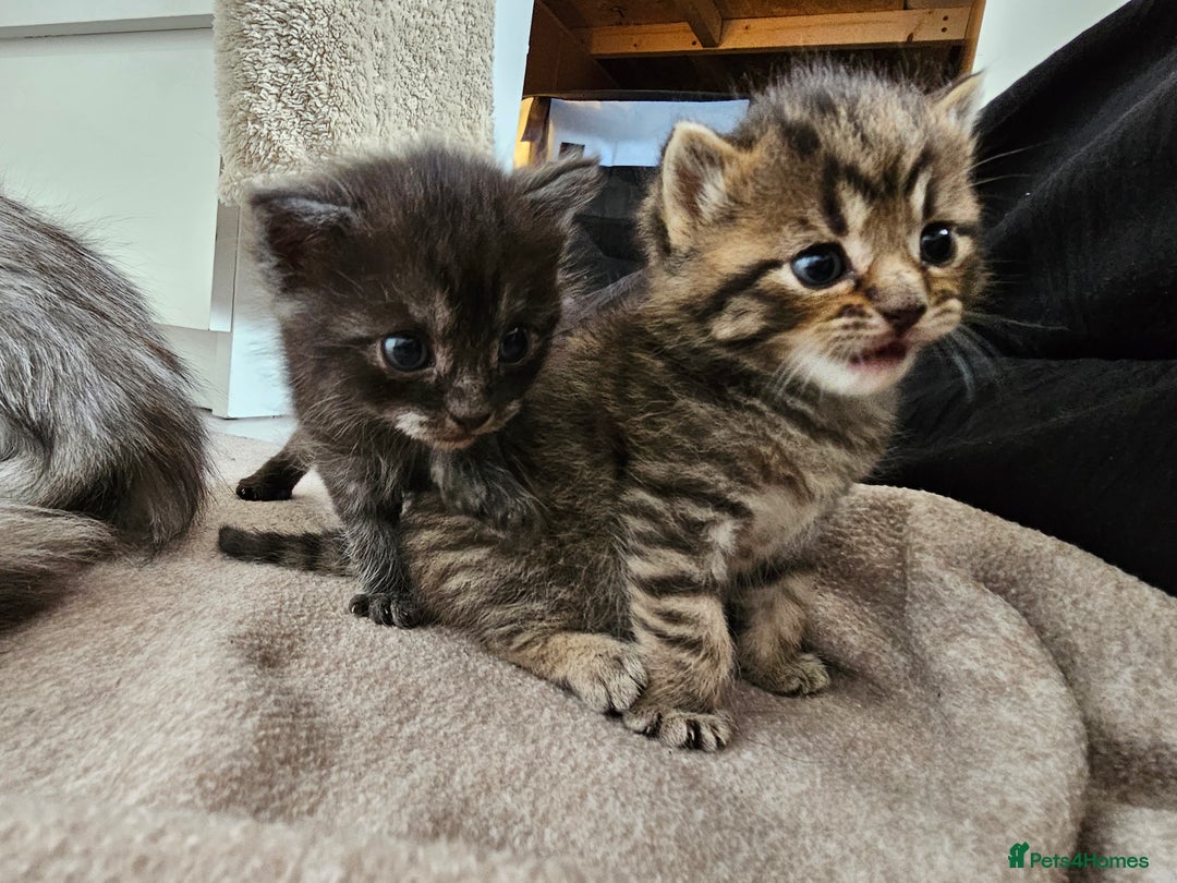 Persian cats for sale: Tabby female with full set up ready to go. - Image 26
