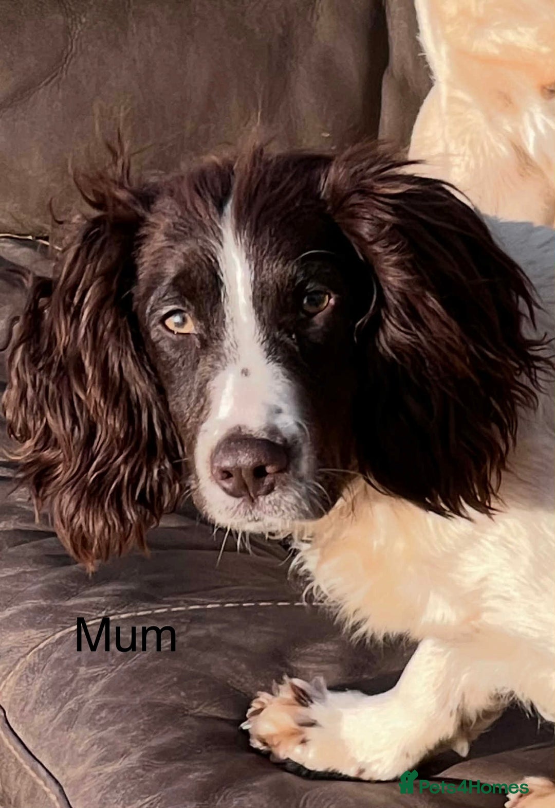 Cockapoo dogs for sale: Cockapoo F1 puppies - Advert 4