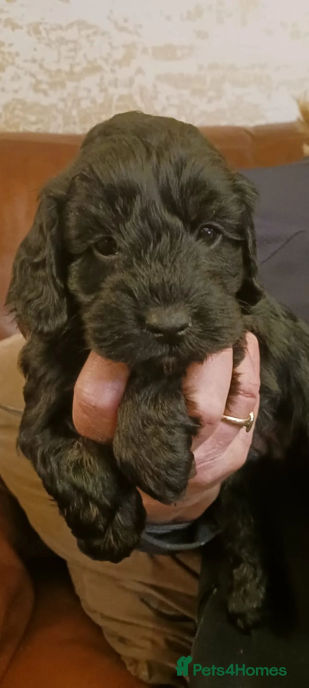 Cockapoo dogs for sale: Cockerpoo  - Advert 25