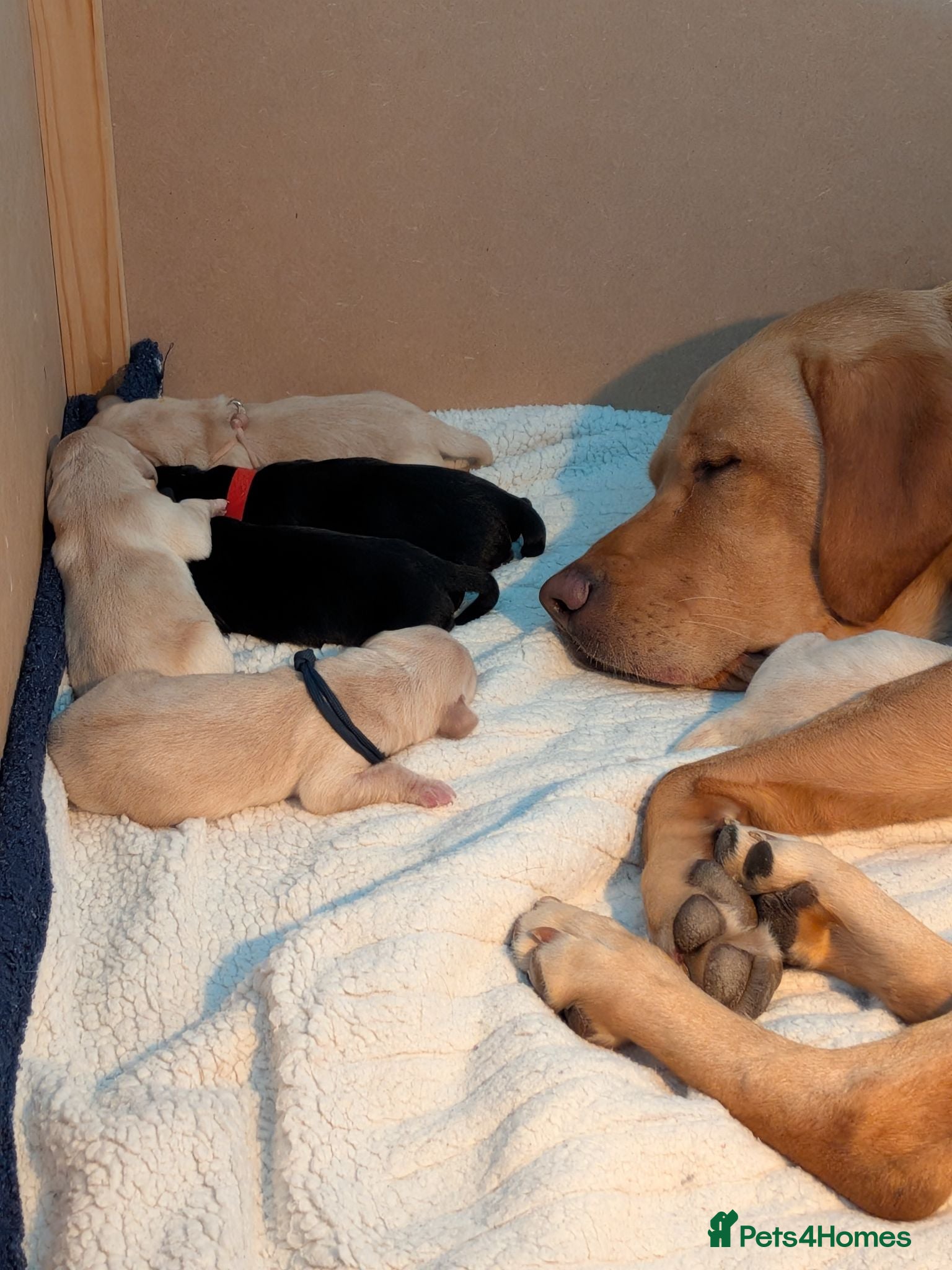Labrador Retriever dogs Stunning Labrador pups - Advert 2