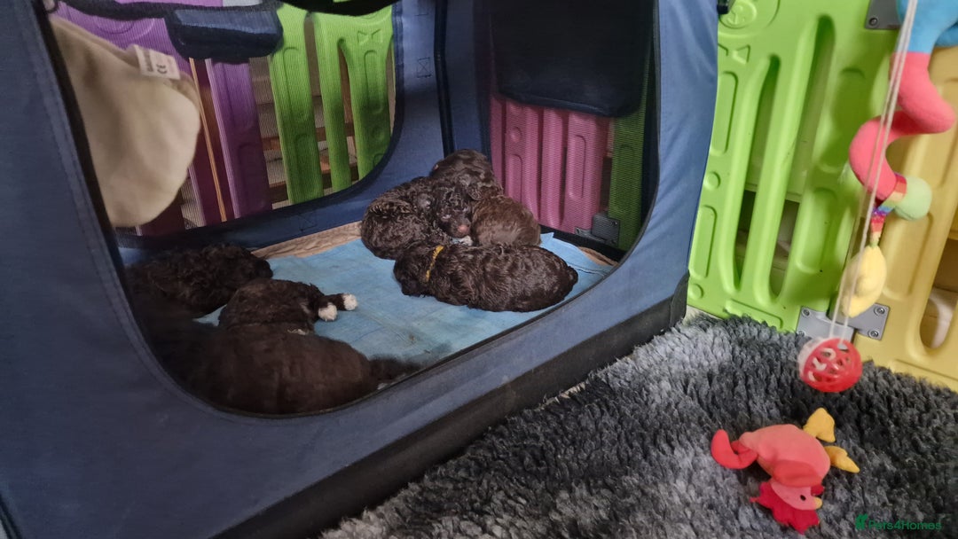 Lagotto Romagnolo dogs for sale: Lagotto Romagnolo, pure breed, KC reg litter - Image 19