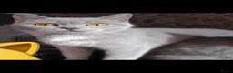 British Shorthair cats for sale: British short hair lilac female  - Advert 2