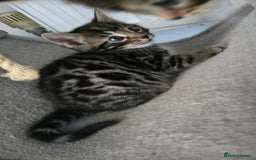 Bengal cats for sale:  Bengal with long haired blk & white kittens - Image 7