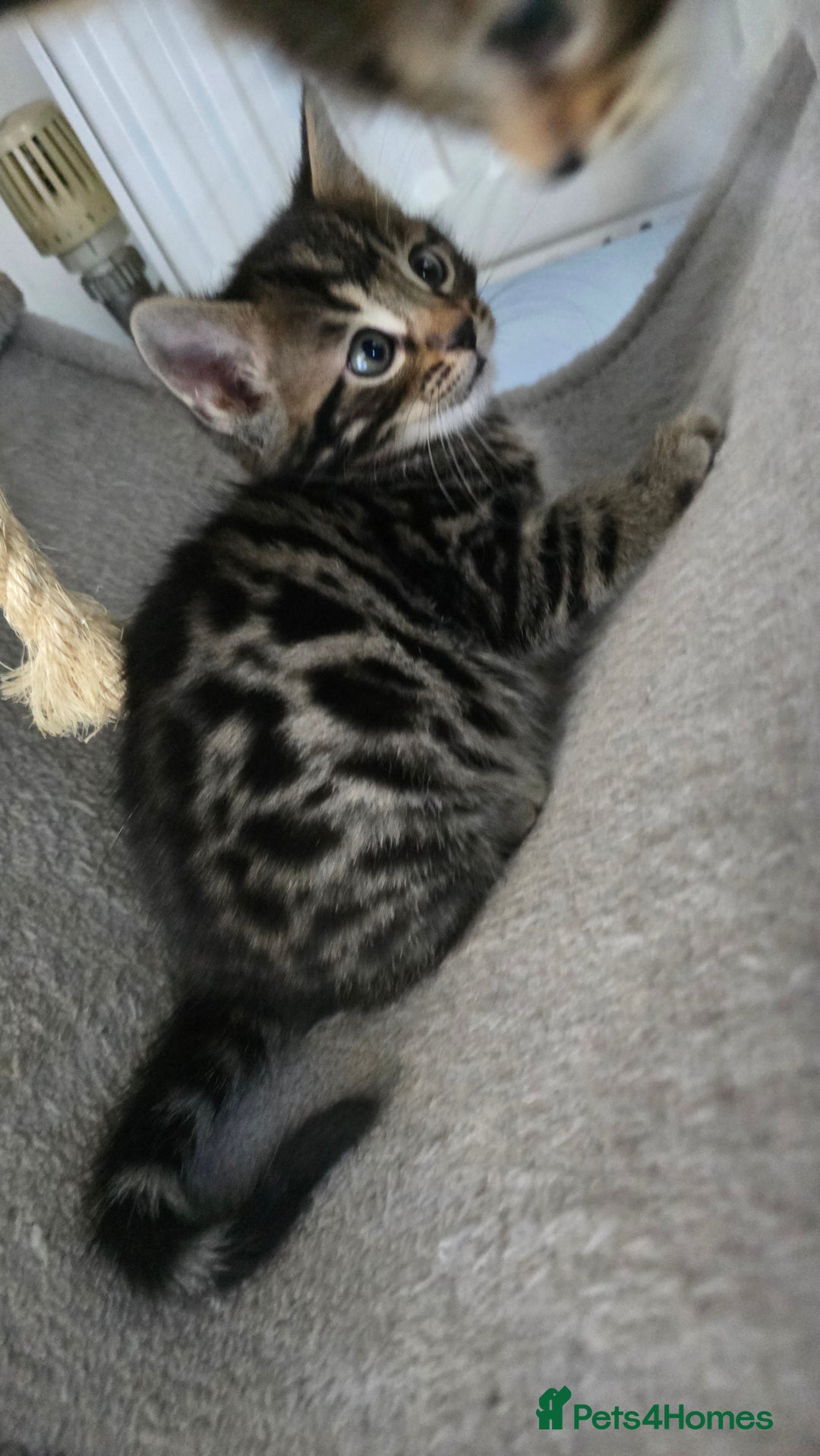 Bengal cats for sale:  Bengal with long haired blk & white kittens - Image 7