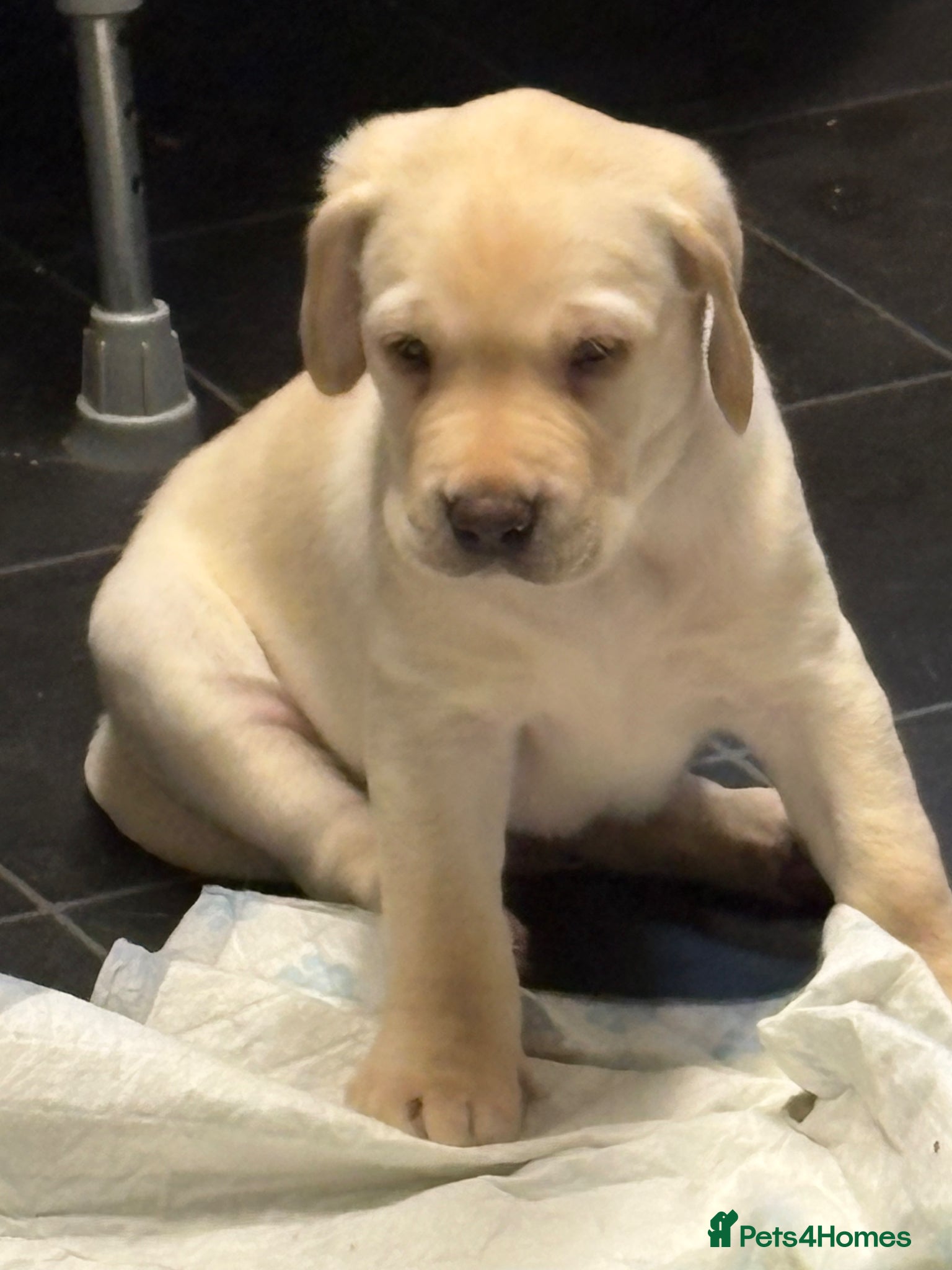 Labrador Retriever dogs Labrador puppies - Advert 20