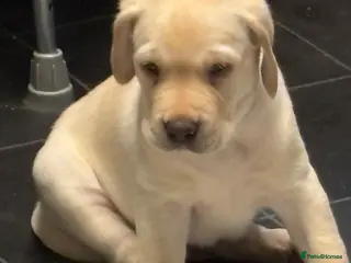 Labrador Retriever dogs Labrador puppies - Advert 20