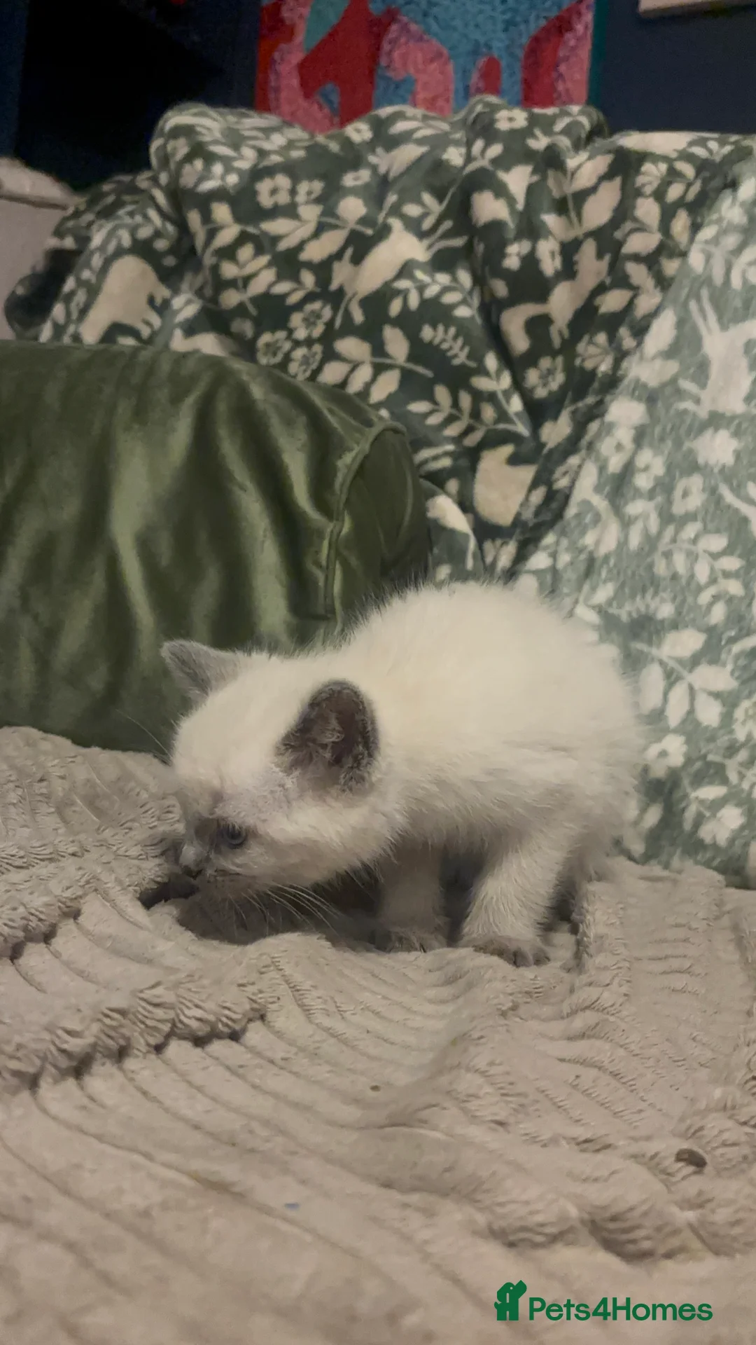 Ragdoll cats for sale: Cute ragdoll x silver tabby Angora - Advert 4