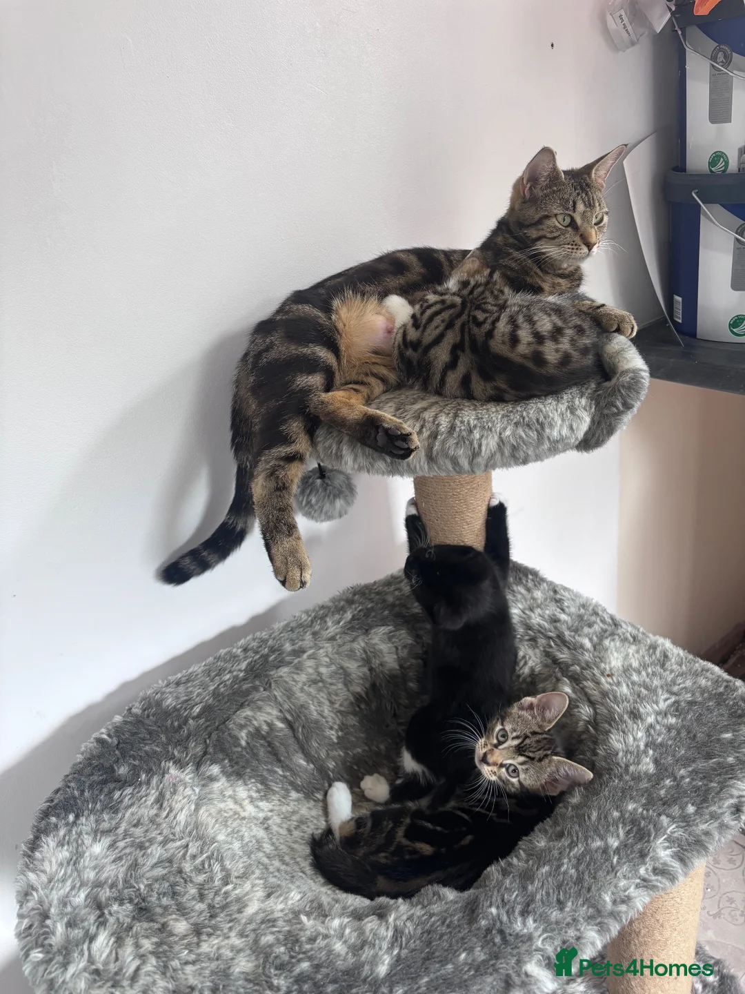 British Shorthair cats for sale: 🐾 Beautiful British Shorthair Cross Kittens - Advert 8