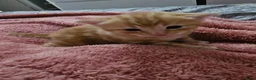 Domestic Shorthair cats for sale: 2 kittens for sale. in Sheffield - Advert 38